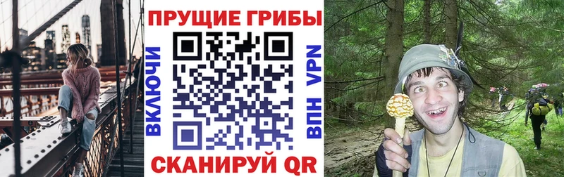 omg сайт Александровское Псилоцибиновые грибы Psilocybine cubensis